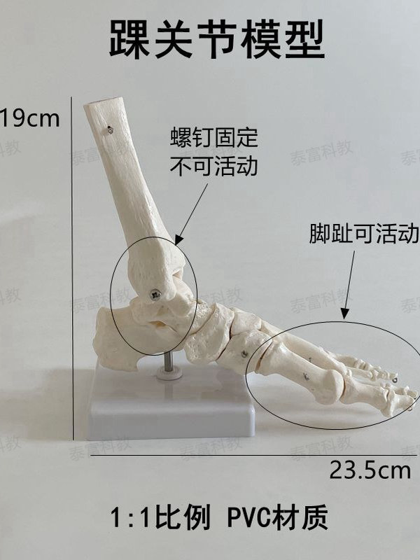 Taifu Model Ankle Joint with Leg Bone, Foot Bone Specimen, Follow Bone Bulk Craft Art Medical Teaching Decoration