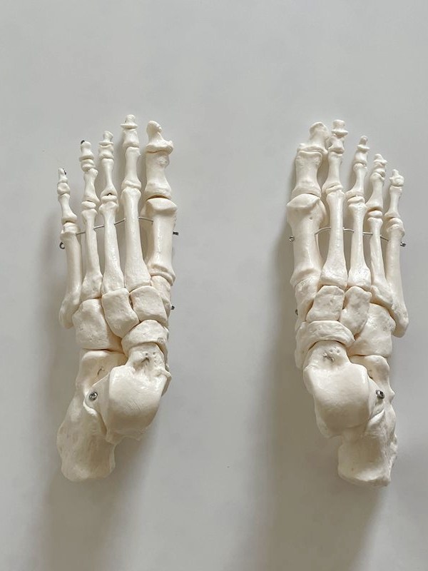 Tai Fu Model Left and Right Foot Bones, Toe Joints, Heel Bone Simulation Adult 1:1 Teaching Specimen