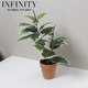 Simulated Foliage-Changing Plant Belgian Indian Banyan Potted Plant in Red Clay Flower Pot Green Plant Home Decoration Ornament Simple Natural Style