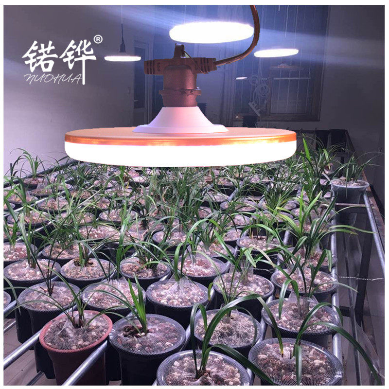 Large range of lights for floral floral floral lights multi - flesh plant lights