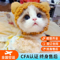 Puppet Cat Sea Double Pure Breeder Mountain Twin Blue Eyed Young Cat Family Raised Fairy Cat Racing Class CFA Origin Key Color Living Cat