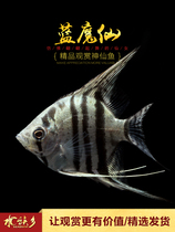 Aquarium Township] Blue Devils Tropical Watching Pet Fish Aquatic Tank Blue Anxie Fish Blue Demon Swallow Fish Live