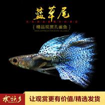 Aquarium Township] Bluegrass-tailed fine Guppy tropical ornamental purebred Japanese bluegrass-tailed ribbon pet live
