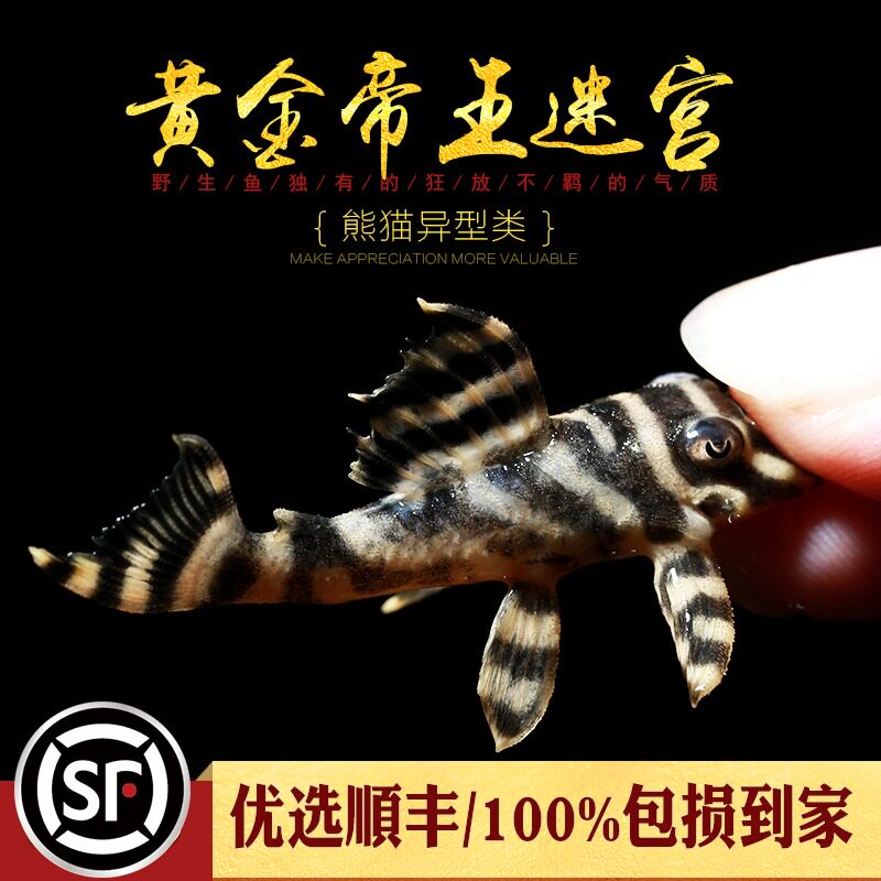 Golden Monarch Maze Fish L333 South American Profiled Panda Zebra Platinum King Special Trash Tool Fish Living