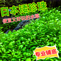 Japanese Dwarf Pearl Real Water Grass Freshwater Fish Tank Foreground Lawn Aquarium New Hand Sloth Man made View Decorative Pearl Grass