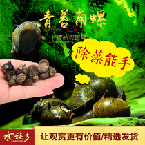 Aquarium Township] Moss snails honeyed horns strong algae removal freshwater tools scraping algae zebra abalone snails
