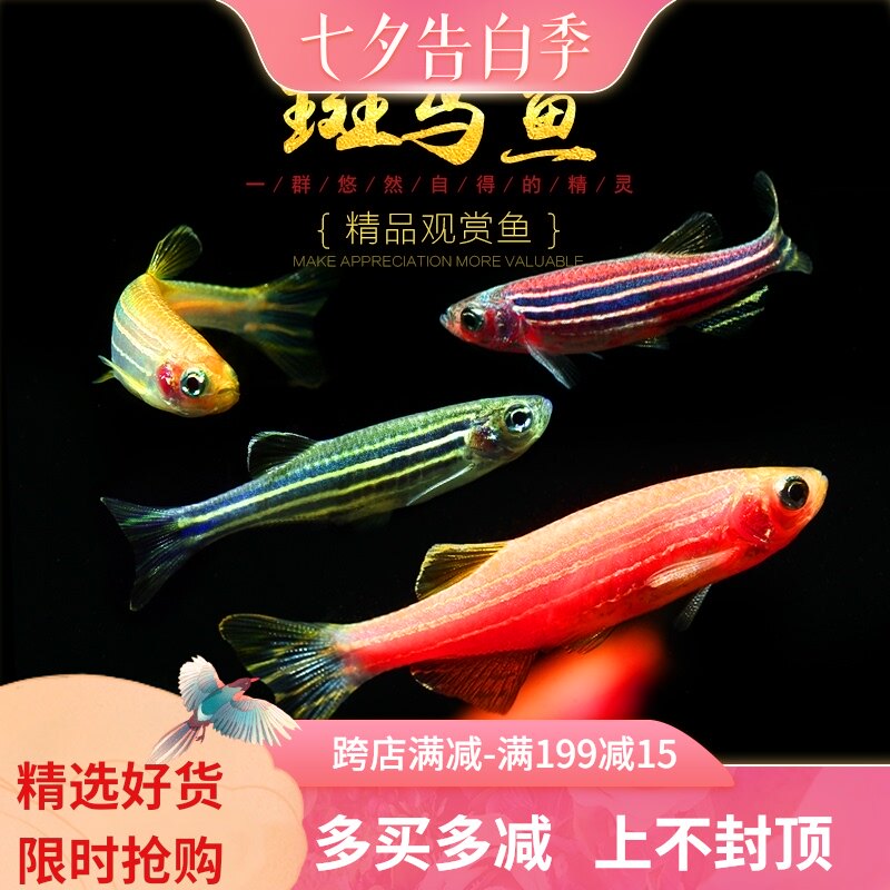 Zebrafish Purple red blue ribbon zebra Small tropical fish Pet live water tank fish Water tank cold water aquarium fish