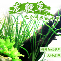 Small dragon whip grass thin-leaf dragon whip wide-leaf big dragon whip fountain grass fish tank landscaping background negative grass water leaves rare