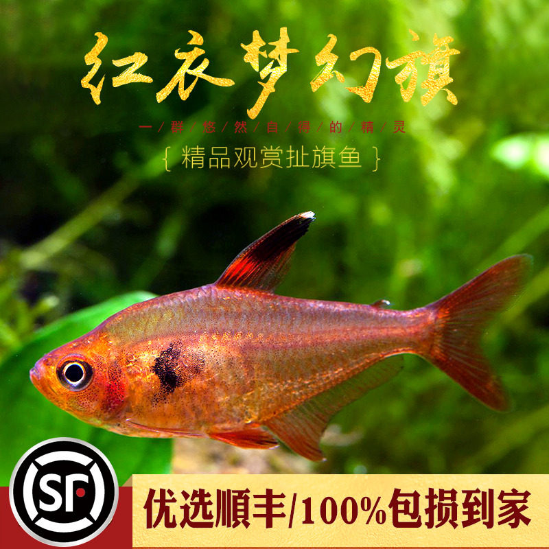 Red dream pull swordfish South America imported F1 small tropical ornamental fish red hook rose grass tank lamp family fish live