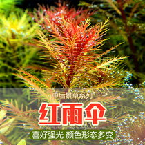 Red Rain Umbrella Water Grass Fish Tank Ostomy Green Plant Positive Coniferous Red rear view Water Grass sloth man made of living grass