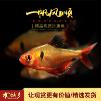 Aquarium Township] Smooth rose red flag red fin light fish small fish grass tank mixed culture group swimming fish live