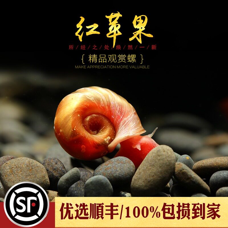 Red Apple Snail Water Grass Cylinder Removing Algae Clean Large Bottle Golden Treasure Snail Ornamental Living Pet Small Snail Freshwater Propagation Snail