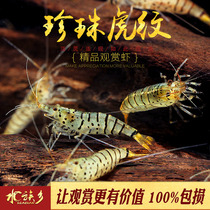 Emperor pearl tiger shrimp cold water ornamental shrimp native freshwater stream bee shrimp shrimp algae removal tool shrimp live