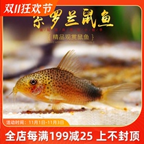 Aquarium Township] Violet rat fish tank bottom cleaning tool type mouse fish cute little mouse fish wild import