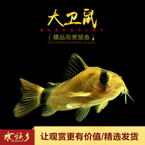 Aquarium] David rat fish imported F1 mouse fish bottom fish cleaning bottom sand eating garbage tools fish live