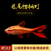 Aquarium Township] Long-tailed Cherry lamp Super Red Rose crucian carp aquarium small lamp family swimming tropical ornamental fish