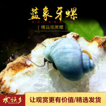 Blue ivory snail Fish tank Pet algae removal snail Ornamental mysterious snail Living body cleaning fish food residue Moss algae removal snail