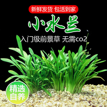 Small water orchid aquarium fish tank landscaping in the foreground negative water grass big water orchid sword orchid novice entry aquatic grass living body