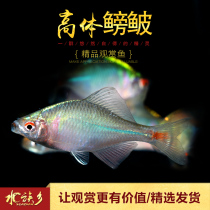 Aquarium Township] High-body cold water fish novice beginner grass tank cold-resistant ornamental fish live