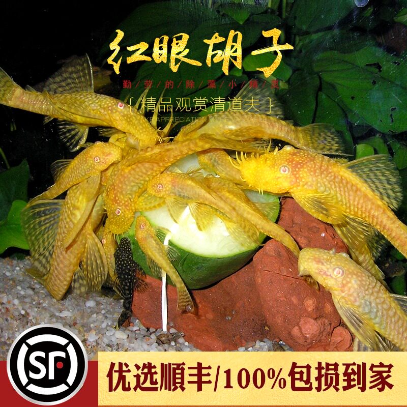 Gold Red Eyes Bearded Fish Blue Eyed Red Eyes Large Beard Abnormal scavenger Algae Can Hand Grass Cylinder remove algal tool fish