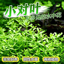 Small pair of leaf water grass sinking wood planting in the foreground with stems freshwater novice entry green plant water and land cylinder set material