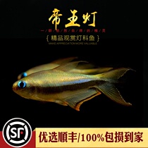 Emperor light fish small tropical fish Gold red tail black Emperor grass tank freshwater lucky light fish swimming fish live