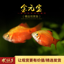 Yuanbao Crucian carp practice hand break cylinder cold water fish Rose crucian carp low temperature grass cylinder Gold crucian carp tropical lucky fish live