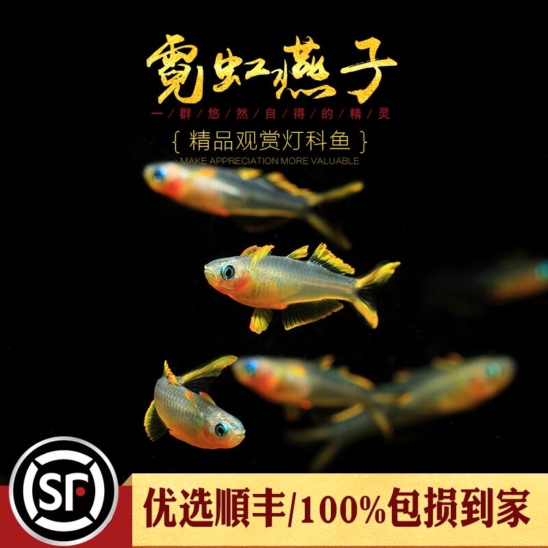 Aquarium Township] Neon swallows imported tropical ornamental aquarium grass tank upper lamp fish group swimming groom official living body