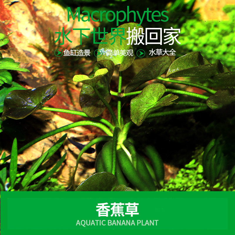 Aquarium Township] Imported banana grass 1 plant water leaf foreground water super cute lazy grass