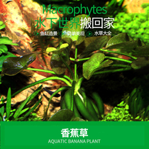 Aquarium Township] Imported banana grass 1 plant water leaf foreground water super cute lazy grass