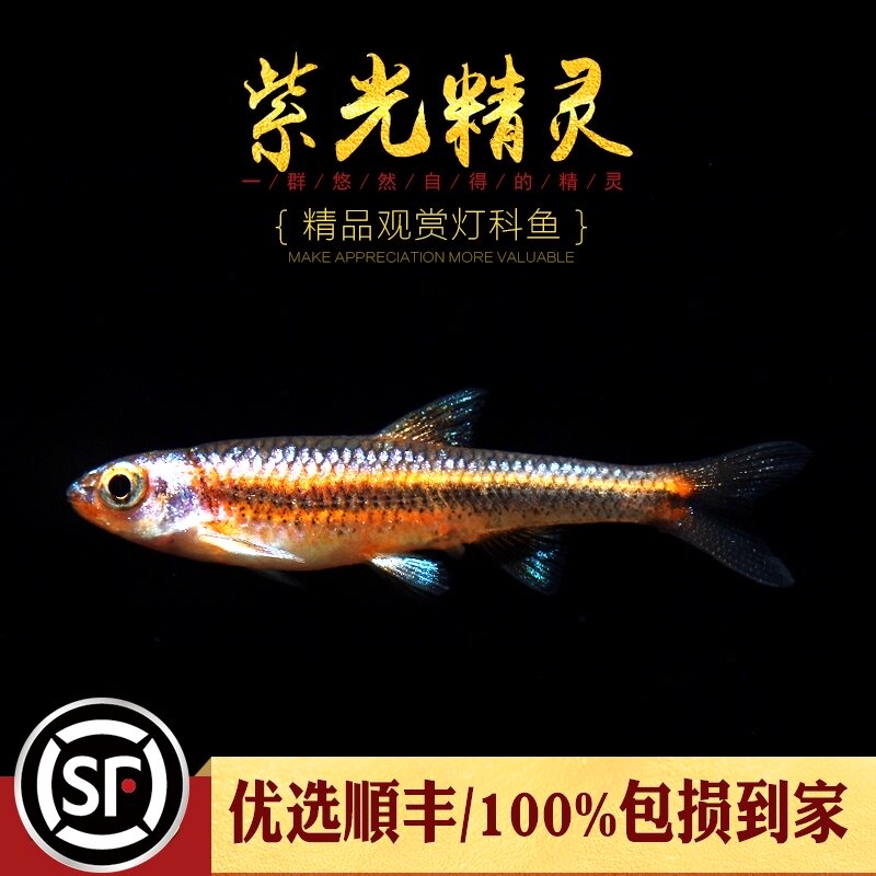 Purple elf fish South American water plant tank Symphony neon fish Tropical ornamental fish Small cold-resistant cold-water fish live