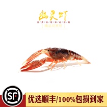 Aquarium] Ghost shrimp three-color ghost shrimp pet ornamental shrimp lobster freshwater cold shrimp live shrimp