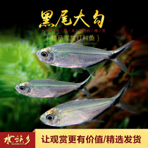 Aquarium Township] Black tail big hook small flag lamp fish grass tank fish swimming ornamental fish freshwater tropical fish live