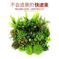 Tuo Caojin Collection Fish Tank Landscape Water Grass Decoration Real Water Grass Living Lazy Grass Mini Dwarf Pearl Grass