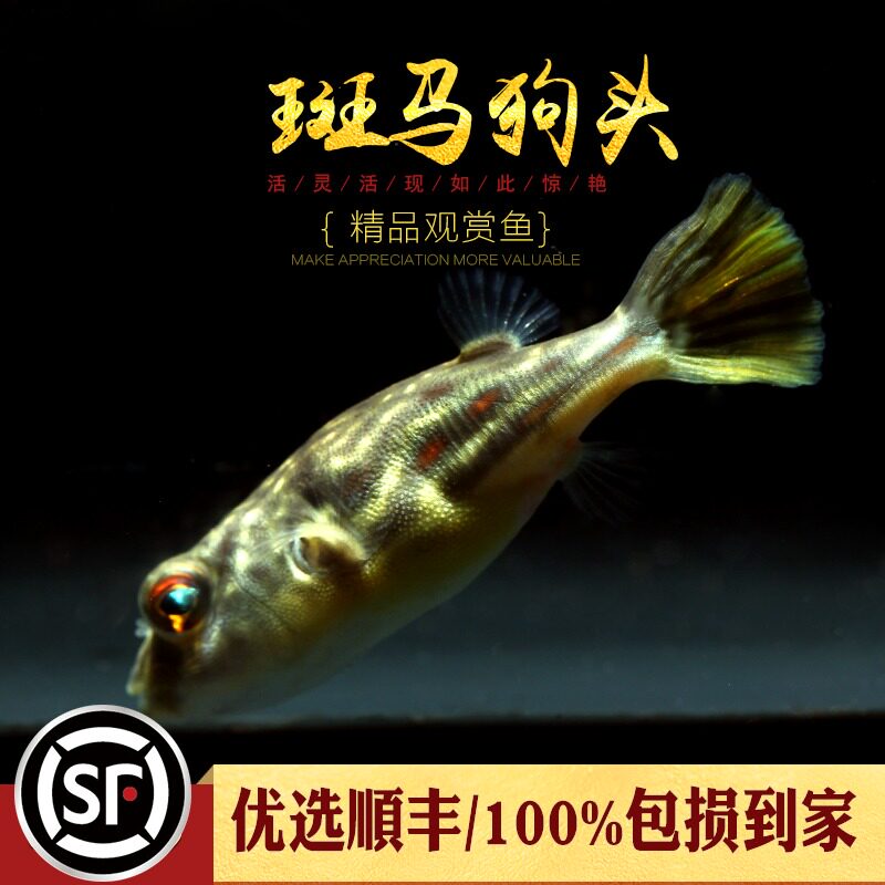 Zebras Dog Head Freshwater River Dolphin Fish Banma Tropical Pet Fish Ornamental fish Blow Up Murky Small Fish Living