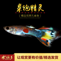 Aquarium Township] Miscellaneous robe elf tropical guppies novice beginner hands training level viviparous grass tank elf living body