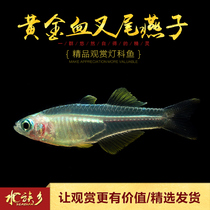 Golden blood fork-tailed swallows colorful neon swallows sweetheart mermaid cloud Stone Axe spray point swallow fish live fish