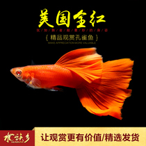 Aquarium Township] American full Red fine guppies tropical freshwater ornamental ribbon white satin big anchovy live