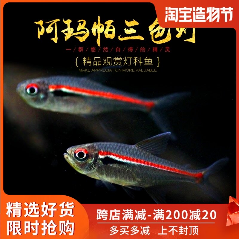 Amapa tricolor lampfish South America Amapa high-end small lamp fish Lamp fish swim ornamental small fish live