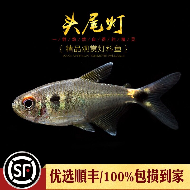 Aquatic Townships] Head taillights Freshwater Small Tropical Group Tours Water Grass Vat Lights Cots Pet Fish Electric Light Fish Bag Living