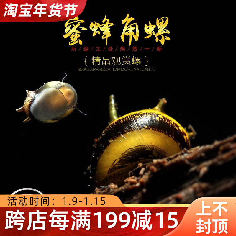 Bee horn snail water tank powerful algae removal ornamental scraping algae horn snail activated bottom bed pet freshwater tool snail living body