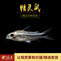 Elf rat fish tropical ornamental fish algae removal tool fish Mini Mouse fish super cute doll Moonlight rat live fish