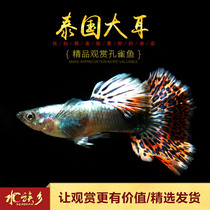 Aquarium Township] Thailand big-eared boutique Guppy tropical ornamental fish butterfly wing phoenix tail Big Ear pet fish live