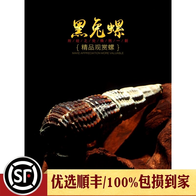 Aquarium Township]Black rabbit snail Sulawesi starry ornamental snail habits are the same as Su snail Orange rabbit snail Pet flower snail