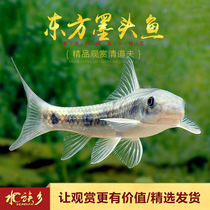 Aquarium Township] Oriental ink head fish lionfish native ornamental fish cold water fish algae rare cold water tool fish