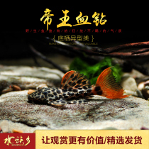 Emperor blood diamond L600 gold L333 maze South American selected special fish panda F1 green skin star fish live