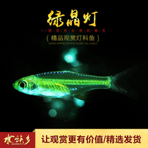 Aquarium Township] Green crystal light fish water grass fish tank small glass transparent group swimming lantern Department micro wavelet fish live fish