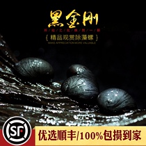 Black King Kong snail water tank cleaning algae removal tool military hat snail tropical ornamental living cleaning pet soda snail