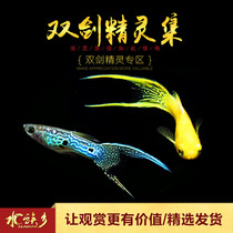 Double sword Elf Jinji Galaxy Ice Blue flame Japanese Blue paired small freshwater guppie live aquarium fish