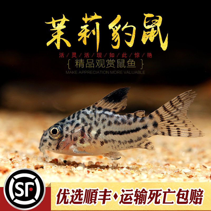 Jasmine BAO WEN Mouse Juilly Leopard Tropical imported pure species of pearl rat bottom - perch cleaning cylinder tool fish